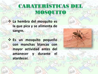  La hembra del mosquito es
  la que pica y se alimenta de
  sangre.

 Es un mosquito pequeño
  con manchas blancas con
  mayor actividad antes del
  amanecer y durante el
  atardecer.
 