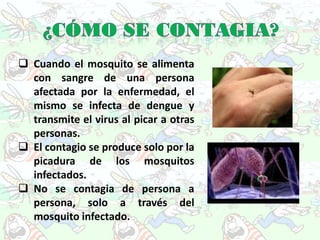  Cuando el mosquito se alimenta
  con sangre de una persona
  afectada por la enfermedad, el
  mismo se infecta de dengue y
  transmite el virus al picar a otras
  personas.
 El contagio se produce solo por la
  picadura de los mosquitos
  infectados.
 No se contagia de persona a
  persona, solo a través del
  mosquito infectado.
 