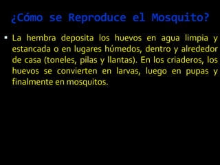 ¿Cómo se Reproduce el Mosquito?
 La hembra deposita los huevos en agua limpia y
estancada o en lugares húmedos, dentro y alrededor
de casa (toneles, pilas y llantas). En los criaderos, los
huevos se convierten en larvas, luego en pupas y
finalmente en mosquitos.
 