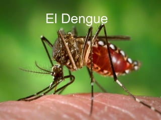 El Dengue
 