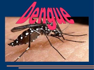 Dengue 