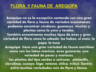 Arequipa no es la excepción contando con una gran
cantidad de flora y fauna de variados ecosistemas.
podemos encontrar cóndores, guanacos, vicuñas y
plantas como la yare y torales.
También encontramos muchos tipos de aves y gran
variedad de flora como la cebada, las habas, el maíz, la
papa, la tuna
Arequipa tiene una gran variedad de fauna marítima
como son los lobos marinos, aves guaneras, una
variedad de peces y mariscos,
las plantas del tipo cardos o cetáceas , platanillo,
clavelinas, cucayo, higo, retama, chilca, trébol, llantén,
entre muchas variedades más de flora y fauna.
FLORA Y FAUNA DE AREQUIPA
 
