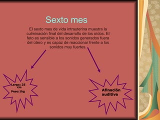 Sexto mes El sexto mes de vida intrauterina muestra la culminación final del desarrollo de los oídos. El feto es sensible a los sonidos generados fuera del útero y es capaz de reaccionar frente a los sonidos muy fuertes. Largo: 25 cm Peso:1kg Afinación  auditiva 