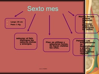 Sexto mes Largo: 25 cm Peso: 1 Kg. sabores: el feto distingue los sabores dulces y amargos. Pies: se utilizan y adquieren forma. Se hacen visibles las uñas. Patadas: Las articulaciones ya desarrolladas y el bebe patea con movimientos rápidos. Manos: En sus palmas aparecen las primeras líneas. Se distinguen los dedos. 