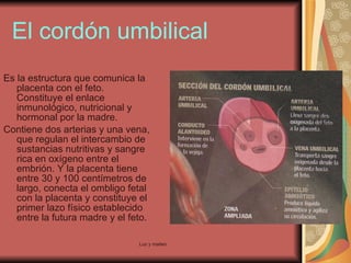 El cordón umbilical Es la estructura que comunica la placenta con el feto. Constituye el enlace inmunológico, nutricional y hormonal por la madre. Contiene dos arterias y una vena, que regulan el intercambio de sustancias nutritivas y sangre rica en oxígeno entre el embrión. Y la placenta tiene entre 30 y 100 centímetros de largo, conecta el ombligo fetal con la placenta y constituye el primer lazo físico establecido entre la futura madre y el feto. 