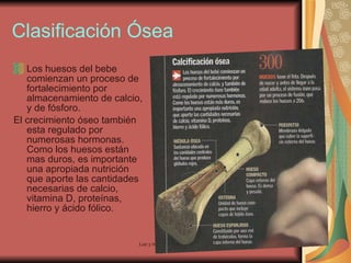 Clasificación Ósea   Los huesos del bebe comienzan un proceso de fortalecimiento por almacenamiento de calcio, y de fósforo. El crecimiento óseo también esta regulado por numerosas hormonas. Como los huesos están mas duros, es importante una apropiada nutrición que aporte las cantidades necesarias de calcio, vitamina D, proteínas, hierro y ácido fólico. 