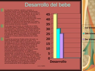 Desarrollo del bebe La columna vertebral, cerebro, corazón, y pulmones crecen y se desarrollan rápidamente durante el primer trimestre. Además, se comienza a formar la boca, nariz, oídos, dedos de los pies, y dedos de las manos. El corazón de su bebé comienza a latir alrededor de la semana seis, aunque algunas veces no se pueda escuchar hasta aproximadamente la semana 12. El cordón umbilical, el cual sirve para alimentar a su bebé y eliminar sus desechos a lo largo del embarazo, se forma durante el primer trimestre  En el segundo trimestre, el cabello de su bebé, incluyendo cejas y pestañas, comienza a crecer. Los músculos y huesos continúan desarrollándose, permitiendo más movimiento. Si su bebé es una niña, se desarrollarán sus óvulos en sus ovarios al principio del segundo trimestre. Aproximadamente a la semana 18, su bebé puede oír sus latidos cardiacos e incluso podría asustarse por ruidos fuertes  Durante las semanas finales antes del parto, su bebé aumentará gran parte de su peso. A la semana 33, su bebé está en posición para el parto, de preferencia con su cabeza descansando sobre su cérvix. Los huesos se endurecen, la piel se vuelve más gruesa, y para las 34 semanas, su bebé podría sobrevivir fuera de su útero sin intervención médica extensa, aunque se puede necesitar complementación con oxígeno. Comenzando la semana 35, su bebé crecerá rápidamente, aumentando de 1/2 a 3/4 libras por semana. Se considera que los bebés han crecido a "término completo" a la semana 37. Pero su bebé continuará creciendo y aumentando de peso, y con más frecuencia será dado a luz entre las semanas 38 y 42, pesando un promedio de 7.5 libras al momento del parto y por lo general midiendo aproximadamente 20-22 pulgadas de largo 