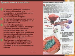 Aparato sexual masculino: El aparato reproductor masculino, junto con el femenino, es el encargado de la formación de nuevos individuos para lograr la supervivencia de la especie.  Los principales órganos que forman el aparato reproductor masculino son el pene y los testículos. Los testículos producen espermatozoides y liberan a la sangre hormonas sexuales masculinas (testosterona). Un sistema de conductos que incluyen el epidídimo y los conductos deferentes almacenan los espermatozoides y los conducen al exterior a través del pene. En el transcurso de las relaciones sexuales se produce la eyaculacion, que consiste en la liberación en la vagina de la mujer del liquido seminal o semen.  