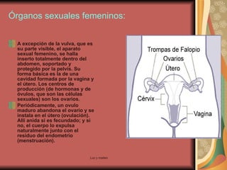 Órganos sexuales femeninos: A excepción de la vulva, que es su parte visible, el aparato sexual femenino, se halla inserto totalmente dentro del abdomen, soportado y protegido por la pelvis. Su forma básica es la de una cavidad formada por la vagina y el útero. Los centros de producción (de hormonas y de óvulos, que son las células sexuales) son los ovarios. Periódicamente, un ovulo maduro abandona el ovario y se instala en el útero (ovulación). Allí anida si es fecundado; y si no, el cuerpo lo expulsa naturalmente junto con el residuo del endometrio (menstruación). 
