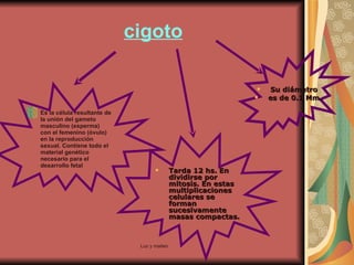 cigoto Es la célula resultante de la unión del gameto masculino (esperma) con el femenino (óvulo) en la reproducción sexual. Contiene todo el material genético necesario para el desarrollo fetal Tarda 12 hs. En dividirse por mitosis. En estas multiplicaciones celulares se forman sucesivamente masas compactas. Su diámetro  es de 0.1 Mm. 