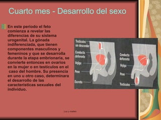 Cuarto mes - Desarrollo del sexo En este periodo el feto comienza a revelar las diferencias de su sistema urogenital. La gónada indiferenciada, que tienen componentes masculinos y femeninos y que se desarrolla durante la etapa embrionaria, se convierte entonces en ovarios en la mujer o en testículos en el  caso del hombre. Su presencia en uno u otro caso, determinara el desarrollo de las características sexuales del individuo. 