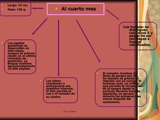 Al cuarto mes Largo: 15 cm. Peso: 150 g. Las papilas gustativas se desarrollan en esta etapa, aunque se activan recién en el ultimo trimestre de gestación. La lengua contiene aproximadamente 10.000 papilas. Los oídos: comienzan a endurecerse sus huesillos internos. El feto percibe la vos y el corazón de su madre.   El corazón: bombea 25 litros de sangre por día. Su tamaño es grande en relación con su cuerpo. El foramen oval, un orificio que permite la circulación de la sangre desde la aurícula derecha hacia la izquierda, se cerrara durante los primeros tres meces después del nacimiento.  Los huesos: se distinguen con rayos X y pasan de ser cartílagos a huesos calcificados. El corazón: bombea 25 litros de sangre por día. Su tamaño es grande en relación con su cuerpo. El foramen oval, un orificio que permite la circulación de la sangre desde la aurícula derecha hacia la izquierda, se cerrara durante los primeros tres meces después del nacimiento.  