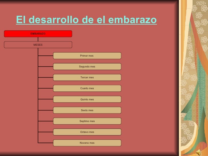 Desarrollo del embarazo Desarrollo del embarazo