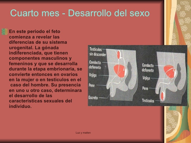 Desarrollo del embarazo Desarrollo del embarazo
