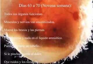 Días 63 a 70 (Novena semana):   Todos sus órganos funcionan. Músculos y nervios van sincronizados. Mueve los brazos y las piernas. Da volteretas y nada en el líquido amniótico. Puede agarrarse un cabello. Si le pinchan, siente el dolor.  Oye ruidos y los recuerda.   