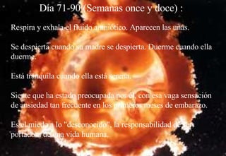Día 71-90 (Semanas once y doce) :   Respira y exhala el fluido amniótico. Aparecen las uñas. Se despierta cuando su madre se despierta. Duerme cuando ella duerme. Está tranquila cuando ella está serena. Siente que ha estado preocupada por él, con esa vaga sensación de ansiedad tan frecuente en los primeros meses de embarazo. Es el miedo a lo "desconocido", la responsabilidad de ser portadora de una vida humana.   