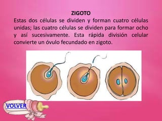ZIGOTO
Estas dos células se dividen y forman cuatro células
unidas; las cuatro células se dividen para formar ocho
y así sucesivamente. Esta rápida división celular
convierte un óvulo fecundado en zigoto.
VOLVER
 