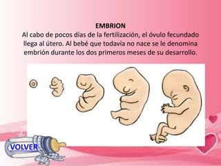 EMBRION
Al cabo de pocos días de la fertilización, el óvulo fecundado
llega al útero. Al bebé que todavía no nace se le denomina
embrión durante los dos primeros meses de su desarrollo.
VOLVER
 