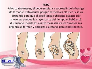 FETO
A los cuatro meses, el bebé empieza a sobresalir de la barriga
de la madre. Esto ocurre porque el útero es elástico, y se va
estirando para que el bebé tenga suficiente espacio por
moverse, aunque la mayor parte del tiempo el bebé esté
durmiendo. Desde los cuatro meses hasta los 9 meses sus
organos se forman y empieza a alistarse para el nacimiento.
VOLVER
 