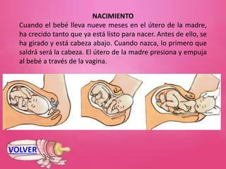 NACIMIENTO
Cuando el bebé lleva nueve meses en el útero de la madre,
ha crecido tanto que ya está listo para nacer. Antes de ello, se
ha girado y está cabeza abajo. Cuando nazca, lo primero que
saldrá será la cabeza. El útero de la madre presiona y empuja
al bebé a través de la vagina.
VOLVER
 