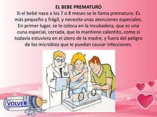 EL BEBE PREMATURO
Si el bebé nace a los 7 o 8 meses se le llama prematuro. Es
más pequeño y frágil, y necesita unas atenciones especiales.
En primer lugar, se lo coloca en la incubadora, que es una
cuna especial, cerrada, que lo mantiene calentito, como si
todavía estuviera en el útero de la madre, y fuera del peligro
de los microbios que le puedan causar infecciones.
VOLVER
 