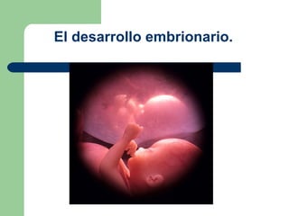 El desarrollo embrionario.  