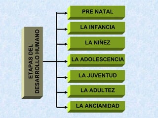 ETAPAS DEL DESARROLLO HUMANO PRE NATAL LA NIÑEZ LA ADULTEZ LA ANCIANIDAD LA INFANCIA LA ADOLESCENCIA LA JUVENTUD 