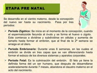 ETAPA PRE NATAL Se desarrolla en el vientre materno, desde la concepción del nuevo ser hasta su nacimiento.  Pasa por tres períodos: Período Zigótico:  Se inicia en el momento de la concepción, cuando el espermatozoide fecunda al óvulo y se forma el huevo o zigoto.  Este comienza a dividirse y subdividirse en células y aumenta de tamaño hasta formar el embrión, que al final de la 2ª semana se arraiga en el útero. Período Embrionario:  Durante unas 6 semanas, en las cuales el embrión se divide en tres capas que se van diferenciando hasta formar el esbozo de los diversos sistemas y aparatos corporales. Período Fetal:  Es la culminación del embrión.  El feto ya tiene la definida forma del un ser humano, que después de desarrollarse aceleradamente durante 7 meses, abandona el claustro materno en el acto del nacimiento. 