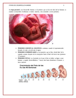 ETAPAS DEL DESARROLLO HUMANO 3
1: etapa prenatal: en el desarrollo humano es la primera que se da en la vida del ser humano es
cuando se desarrolla el embarazo o vientre materno, esta consistido en tres periodos:
 PERIODO GERMINAL SIGOTICO: comienza cuando el espermatozoide
fecunda el ovula y de ahí sale el zigoto.
 PERIODO EMBRIONARIO: es la transición que se lleva desde final de la
segunda semana después de la concepción hasta el final del tercer mes (primeras
12 semanas).
 PERIODO FETAL: es el periodo en el que el feto se define su figura como
humano y seguirá desarrollándose 7 meses más hasta abandonar el claustro o
útero materno.
 