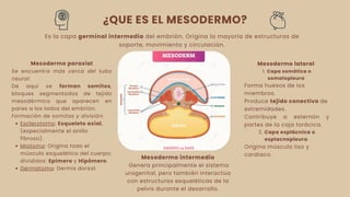 mesodasd asfasd ask ask ask asdfasdfas s | PDF