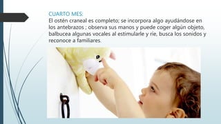 CUARTO MES:
El ostén craneal es completo; se incorpora algo ayudándose en
los antebrazos ; observa sus manos y puede coger algún objeto,
balbucea algunas vocales al estimularle y ríe, busca los sonidos y
reconoce a familiares.
 