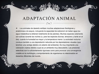 ADAPTACIÓN ANIMAL
 . Los animales de desierto exhiben muchas adaptaciones fisiológicas y
anatómicas a la sequía, incluyendo la capacidad de sobrevivir sin beber agua (su
agua metabólica la obtienen totalmente de las plantas). Muchas especies solamente
son activas durante las noches (o, para las especies diurnas, temprano y tarde en el
día), cuando la humedad es mayor y la temperatura menor. La actividad nocturna
conduce también a una depredación reducida por los depredadores visuales (que
tendrían una ventaja debido a lo abierto del ambiente). Es muy importante una
coloración críptica debido a que es un ambiente muy descubierto. Las presiones
selectivas son lo suficientemente rigurosas como para provocar una convergencia
notable en la morfología y comportamiento de organismos no relacionados en
desiertos diferentes del mundo.
 