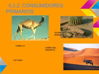 5.2.2. CONSUMIDORES
PRIMARIOS



                    IGUANA DEL
                    DESIERTO




   CAMELLO
             CABRA DEL
             DESIERTO




  VICTORIA
 