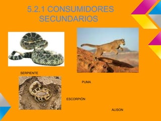 5.2.1 CONSUMIDORES
      SECUNDARIOS




SERPIENTE

                   PUMA




            ESCORPIÓN


                          ALISON
 