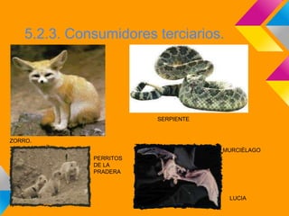 5.2.3. Consumidores terciarios.




                         SERPIENTE


ZORRO.
                                     MURCIÉLAGO
              PERRITOS
              DE LA
              PRADERA



                                      LUCIA
 