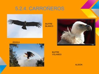 5.2.4. CARROÑEROS

            BUITRE
            BLANCO




ÁGUILA




                 BUITRE
                 VOLANDO




                           ALISON
 