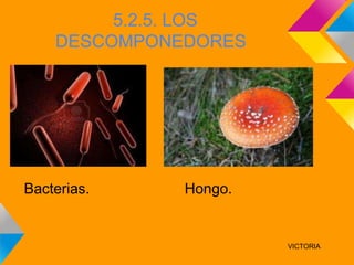 5.2.5. LOS
    DESCOMPONEDORES




Bacterias.    Hongo.


                       VICTORIA
 