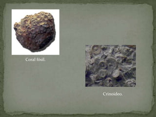 Coral fósil.
Crinoideo.
 
