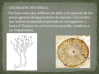  EXTINCIÓN DEVÓNICA:
- Fue hace unos 364 millones de años, y la mayoría de los
peces agnatos desaparecieron de repente. Los corales
que habían dominado el período se extinguieron, y
hasta el Triásico no volvieron los arrecifes coralinos a
ser importantes.
 