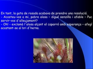 En tant, la gota de rosada acabava de prendre una resolució. - Acosteu-vos a mi, pobre alosa – digué senzilla i afable – Puc servir-vos d'alleujament? - Oh! - exclamà l'alosa alçant el caparró amb esperança – afegí acostant-se al bri d'herna. 