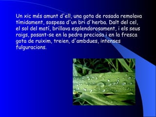 Un xic més amunt d'ell, una gota de rosada remolava tímidament, sospesa d'un bri d'herba. Dalt del cel, el sol del matí, brillava esplendorosament, i els seus raigs, posant-se en la pedra preciosa i en la fresca gota de ruixim, treien, d'ambdues, intenses fulguracions.  