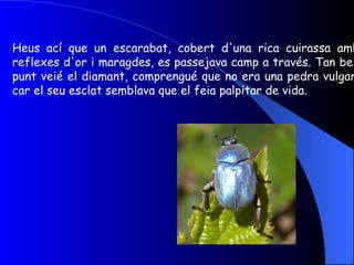 Heus ací que un escarabat, cobert d'una rica cuirassa amb reflexes d'or i maragdes, es passejava camp a través. Tan bell punt veié el diamant, comprengué que no era una pedra vulgar, car el seu esclat semblava que el feia palpitar de vida. 