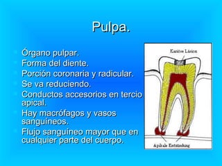 Pulpa.
   Órgano pulpar.
   Forma del diente.
   Porción coronaria y radicular.
   Se va reduciendo.
   Conductos accesorios en tercio
    apical.
   Hay macrófagos y vasos
    sanguíneos.
   Flujo sanguíneo mayor que en
    cualquier parte del cuerpo.
 