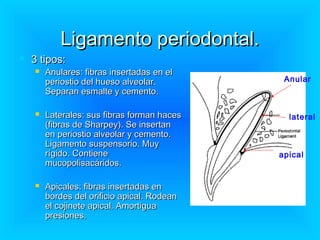 Ligamento periodontal.
   3 tipos:
       Anulares: fibras insertadas en el
        periostio del hueso alveolar.         Anular
        Separan esmalte y cemento.

       Laterales: sus fibras forman haces     lateral
        (fibras de Sharpey). Se insertan
        en periostio alveolar y cemento.
        Ligamento suspensorio. Muy
        rígido. Contiene                     apical
        mucopolisacáridos.

       Apicales: fibras insertadas en
        bordes del orificio apical. Rodean
        el cojinete apical. Amortigua
        presiones.
 
