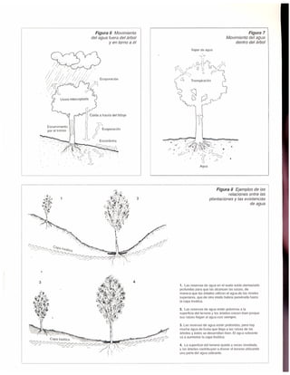 El dilema del eucalipto