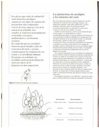 El dilema del eucalipto