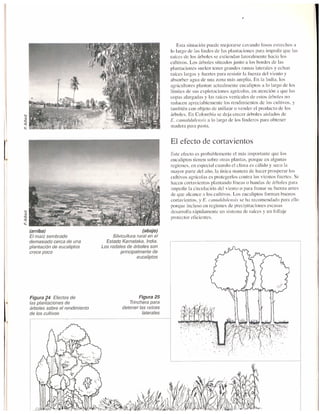 El dilema del eucalipto