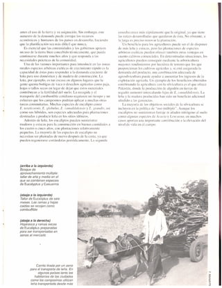 El dilema del eucalipto