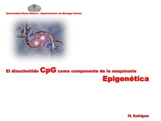 Universidad Simón Bolívar - Departamento de Biología Celular
El dinucleótido CpG como componente de la maquinaria
Epigenética
 