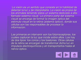 La visión es un sentido que consiste en la habilidad de
detectar la luz y de interpretarla. La visión es propia de
los animales teniendo éstos un sistema dedicado a ella
llamado sistema visual. La primera parte del sistema
visual se encarga de formar la imagen óptica del
estímulo visual en la retina (sistema óptico), donde sus
células son las responsables de procesar la
información.

Las primeras en intervenir son los fotorreceptores, los
cuales capturan la luz que incide sobre ellos. Los hay
de dos tipos: los conos y los bastones. Otras células
de la retina se encargan de transformar dicha luz en
impulsos electroquímicos y en transportarlos hasta el
nervio óptico.
 